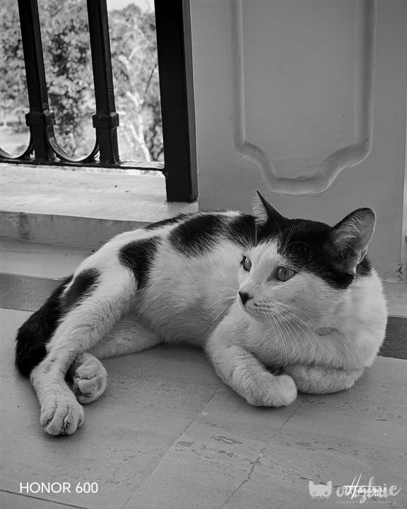 HONOR 600 5G Camera Sample Kitty